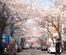 The city of music, which was wrapped in Sakuragaoka-cho  row of cherry blossom trees