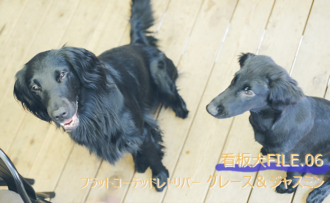 ドッグフレンドリーな人と犬が一緒に過ごしやすい空間 代々木八幡 Cafe Bar 9 渋谷文化プロジェクト