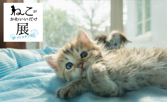 全国のかわいい猫写真が集結する ねこがかわいいだけ展 ザ ディスタンス 今年はネット会場も登場 渋谷文化プロジェクト