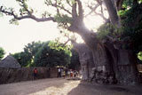"Memories of the Baobab"